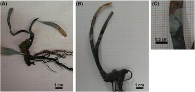 Substrate Type Influences the Structure of Epiphyte Communities and the Growth of Posidonia oceanica Seedlings
